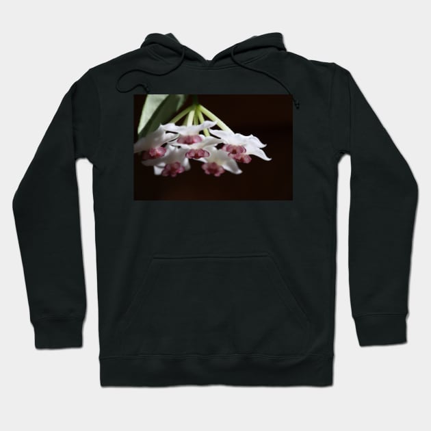 Hoya Bella Blossom Hoodie by ztrnorge